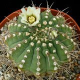 Gymnocalycium ochoterenae vatteri P1040399.JPG